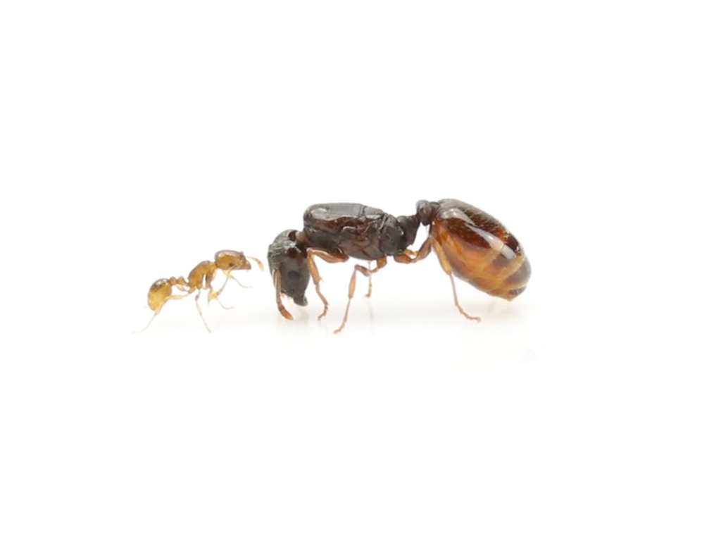 Tetramorium semilaeve